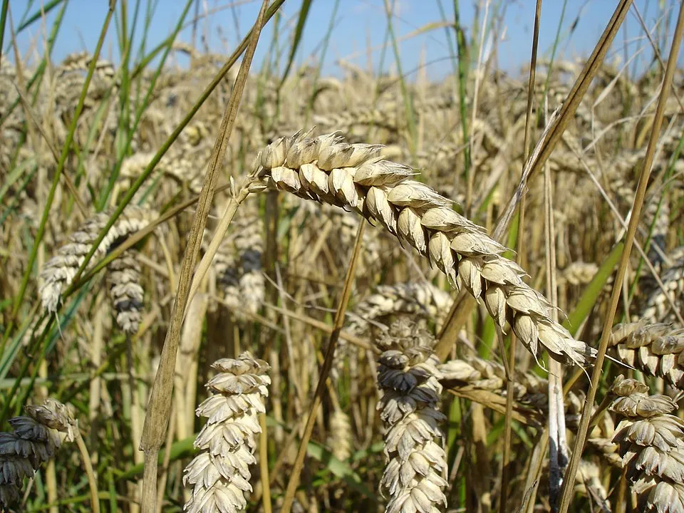 Premium Wheat (Gehun)